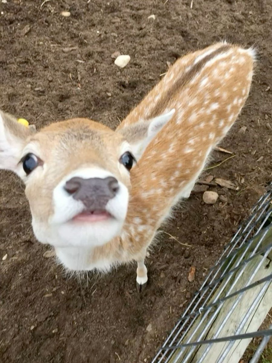 deer encounters 🦌 tweet media
