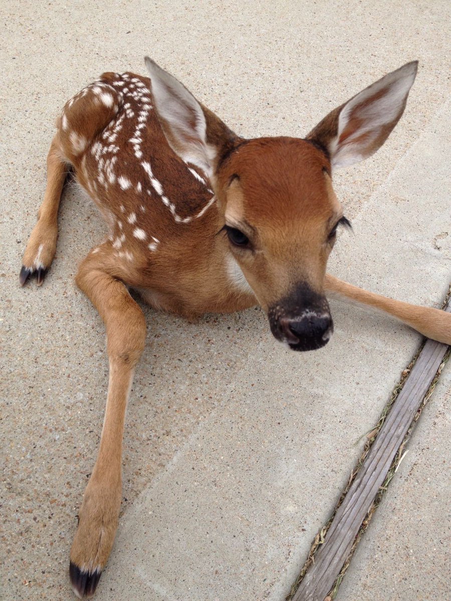 deer encounters 🦌 tweet media