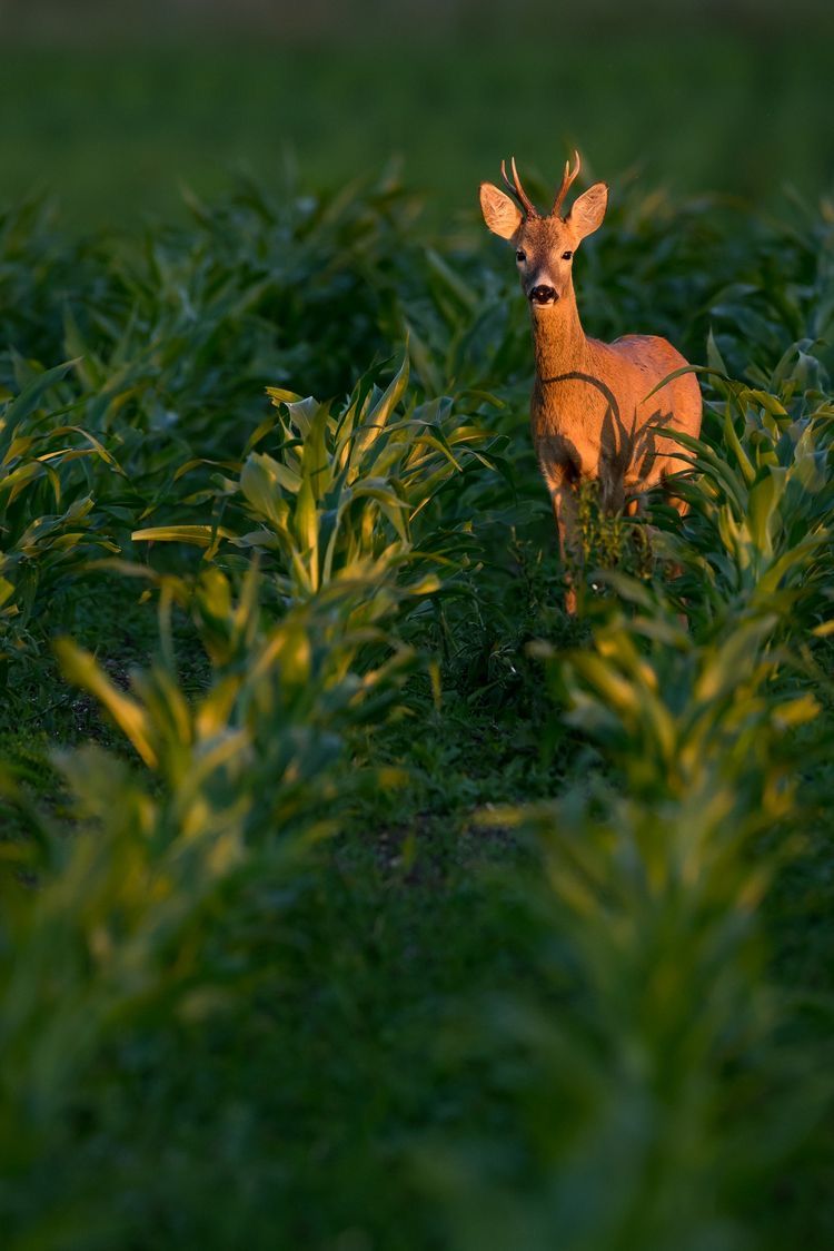 deer encounters 🦌 tweet media