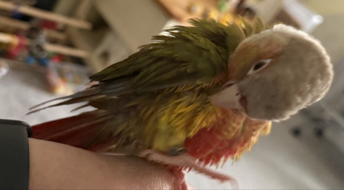 SarahCB099's tweet photo. I know I am handsome but my hooman’s tell me I’m a pain in the bum. How could they? Just now they said “a cat would have been less hassle” so I popped inside her t-shirt and pooped on her boob 🤣🤣🤣🤣

#birdlife #parrotlovers #conure https://t.co/JiGKqxGfaf