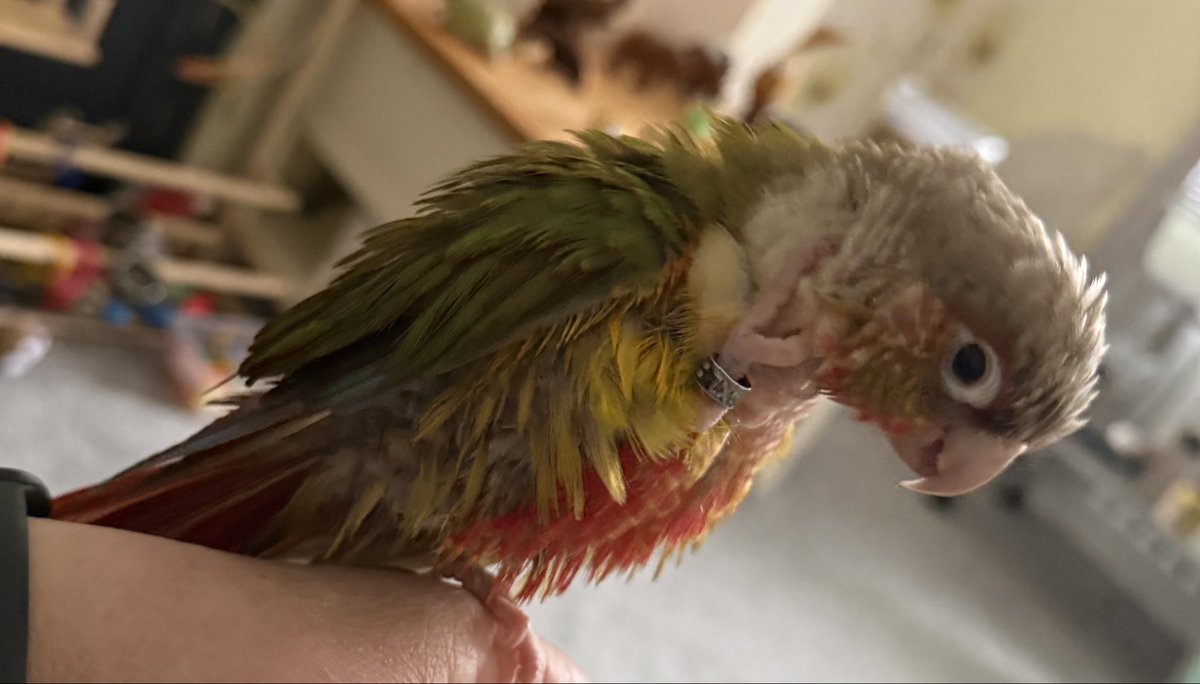 SarahCB099's tweet photo. I know I am handsome but my hooman’s tell me I’m a pain in the bum. How could they? Just now they said “a cat would have been less hassle” so I popped inside her t-shirt and pooped on her boob 🤣🤣🤣🤣

#birdlife #parrotlovers #conure https://t.co/JiGKqxGfaf