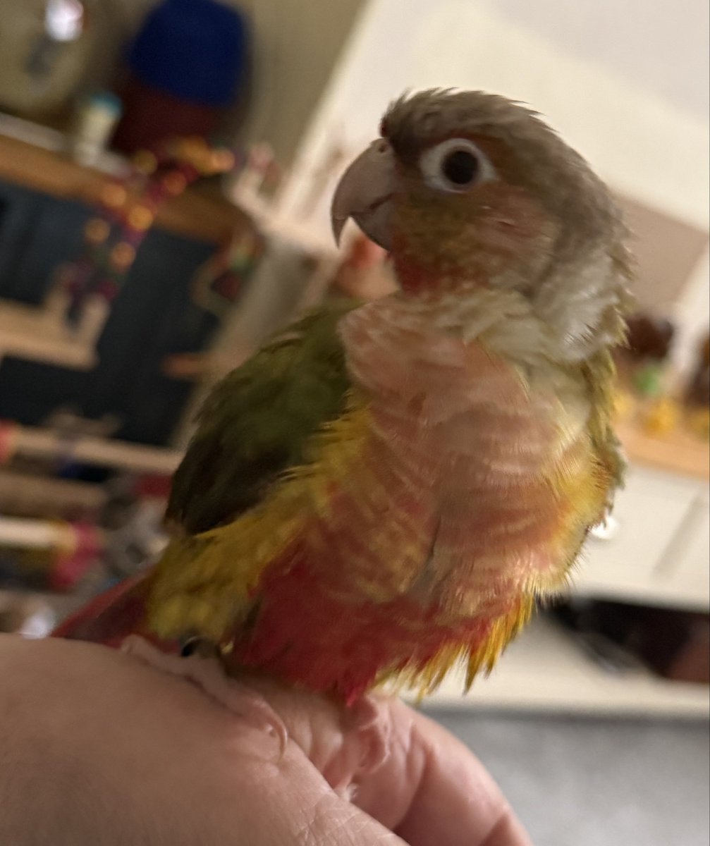 SarahCB099's tweet photo. I know I am handsome but my hooman’s tell me I’m a pain in the bum. How could they? Just now they said “a cat would have been less hassle” so I popped inside her t-shirt and pooped on her boob 🤣🤣🤣🤣

#birdlife #parrotlovers #conure https://t.co/JiGKqxGfaf