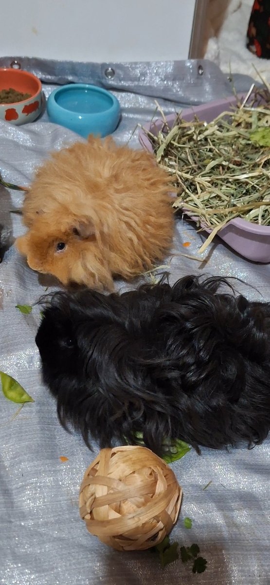 melissamgm's tweet photo. @StableRonaldo These are my guinea pigs Pepsi and Prince https://t.co/gr9OfjwJgt