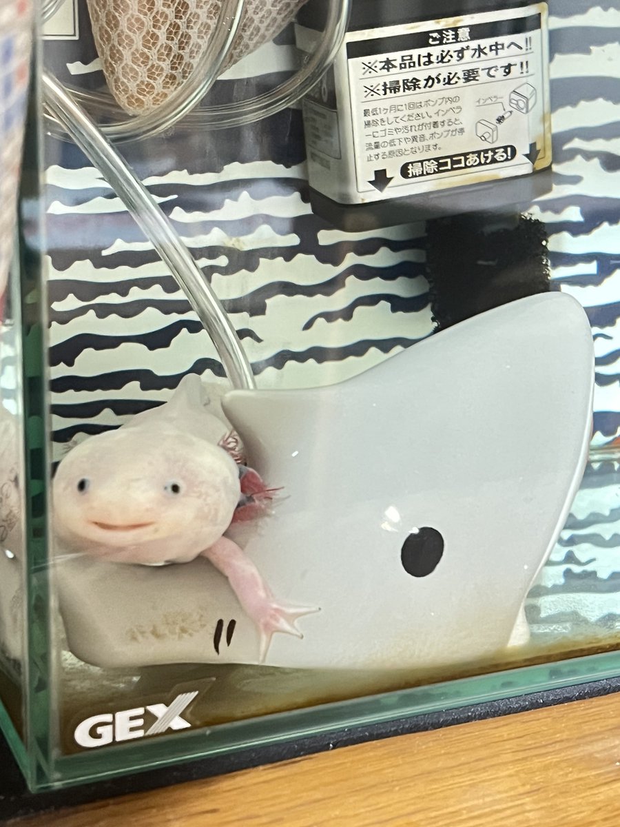 3xWqt's tweet photo. 定位置🦈 https://t.co/tPO9G1Z5L9