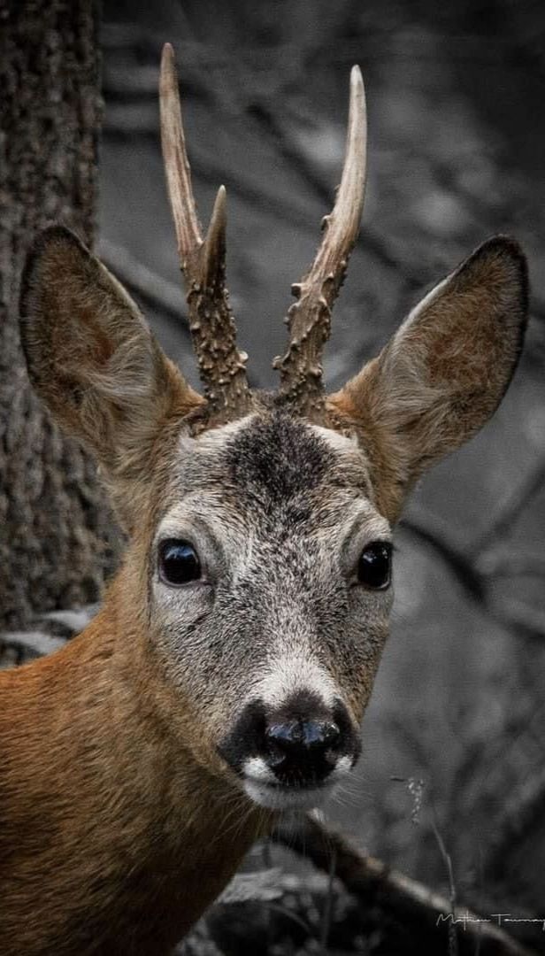 deer encounters 🦌 tweet media