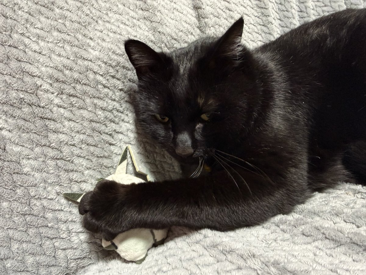 sasuke_with_C's tweet photo. あ！やせいのピカチュウが　とびだしてきた！
#猫のいる生活 https://t.co/4elZ4X5Zzo