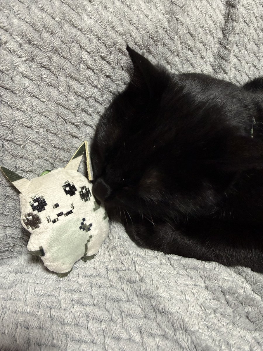 sasuke_with_C's tweet photo. あ！やせいのピカチュウが　とびだしてきた！
#猫のいる生活 https://t.co/4elZ4X5Zzo