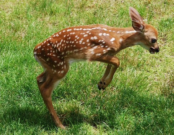 deer encounters 🦌 tweet media