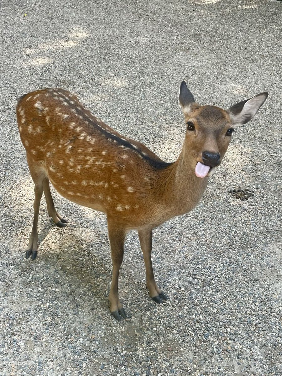 deer encounters 🦌 tweet media