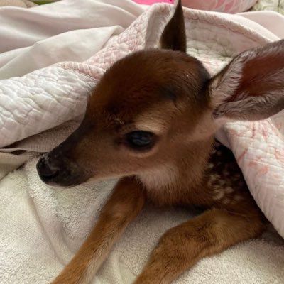 deer encounters 🦌 tweet media