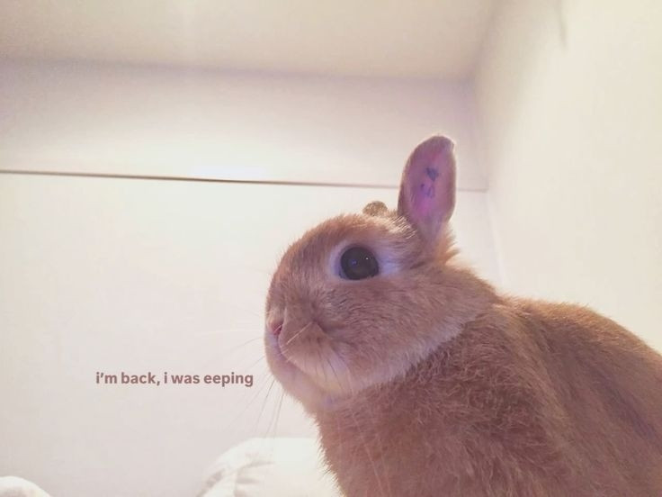 Stardust XIV tweet media