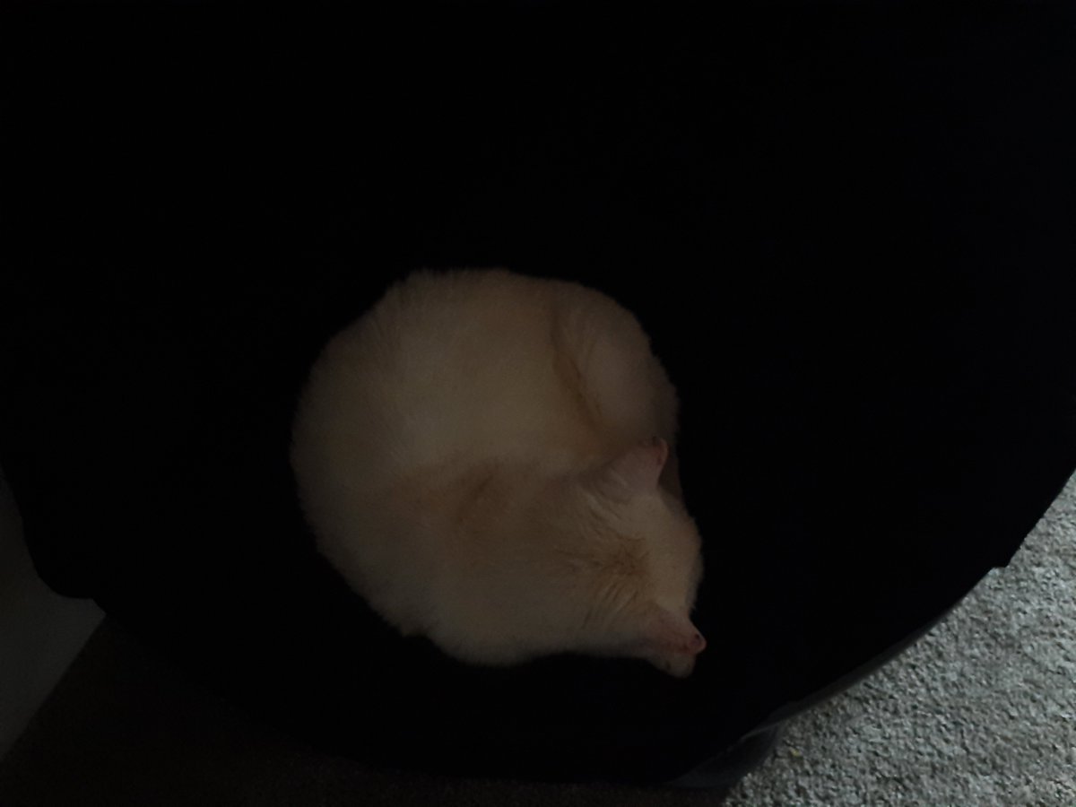 Intergalactic Geo tweet media