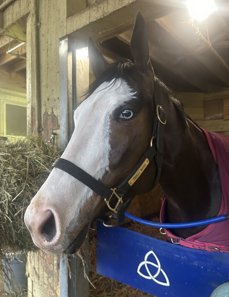 Mary Eddy🏇🏼 tweet media