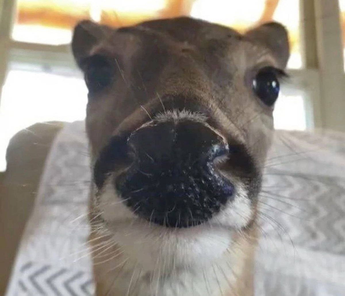 deer encounters 🦌 tweet media