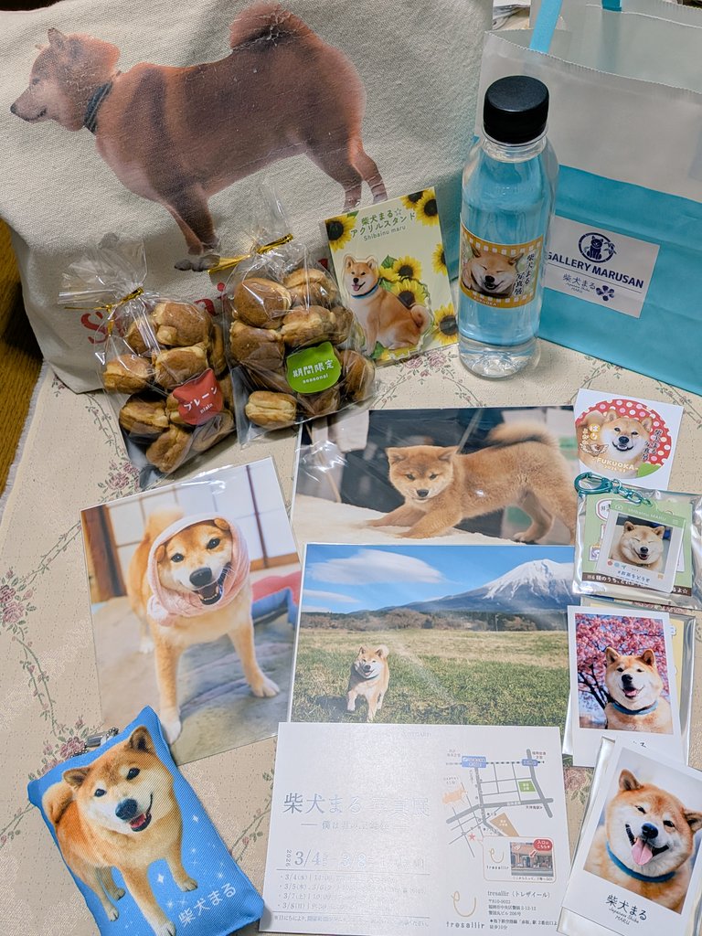 30kurozukin's tweet photo. #柴犬まる写真展in福岡
開催ありがとうございました🙏
かしいかえんのイベント中止の時からずっと福岡でまた何かないかと心待ちにしてました
ビルの名前が丸ビルなのもよかったし、カステラあったのもほんと嬉しい！
また福岡での開催楽しみにしてます😊 https://t.co/F6jey8Ze3U