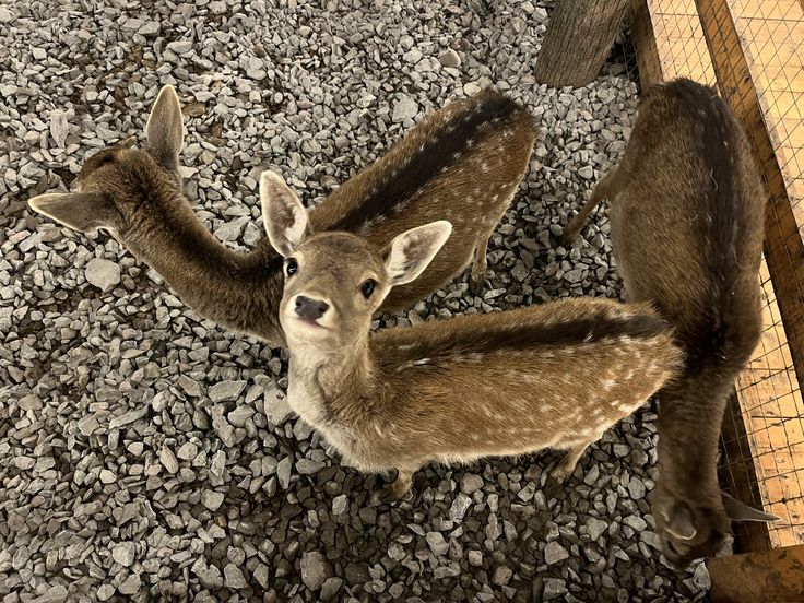deer encounters 🦌 tweet media