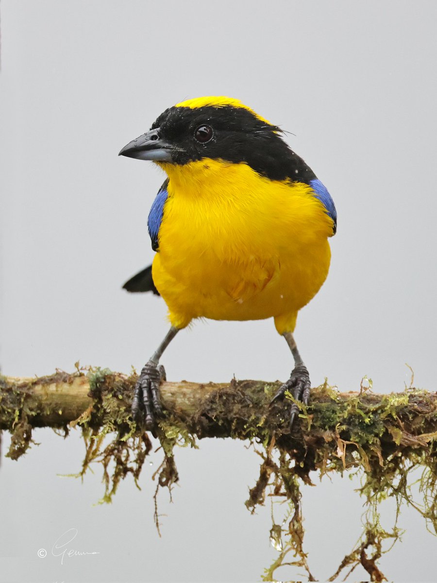 BC_Gemma's tweet photo. Blue-winged Mountain Tanager, Pichincha, Ecuador #birds #Tanagers #BirdsSeenIn2026 https://t.co/5j9c40lYkZ