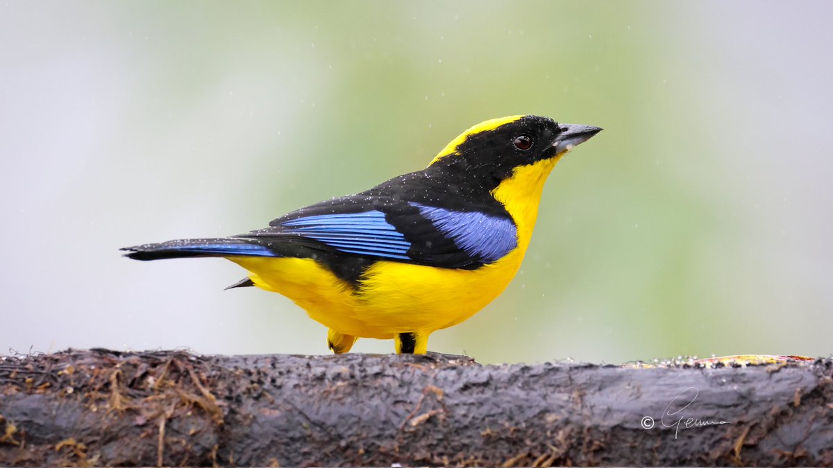 BC_Gemma's tweet photo. Blue-winged Mountain Tanager, Pichincha, Ecuador #birds #Tanagers #BirdsSeenIn2026 https://t.co/5j9c40lYkZ