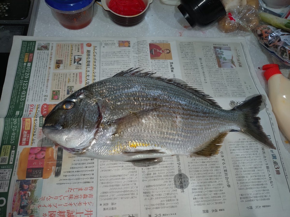 CoDencom's tweet photo. 先日の釣果 https://t.co/8YCKO02poG
