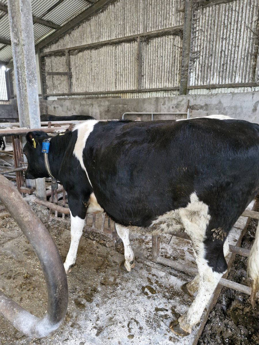 2pintpaddy's tweet photo. Put the Sensehub collors on my maiden heifers today.
@sensehubirl #WestCork๐ฎ๐ช๐ #EfficientFarmSystems https://t.co/qKOyJQ7IIZ