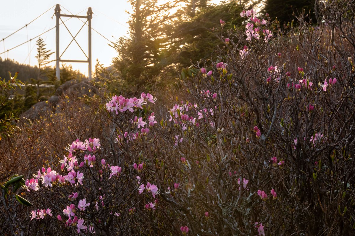 Grandfather Mountain tweet media