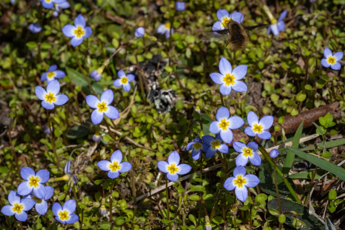 Grandfather Mountain tweet media