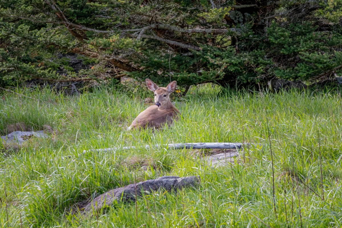 Grandfather Mountain tweet media