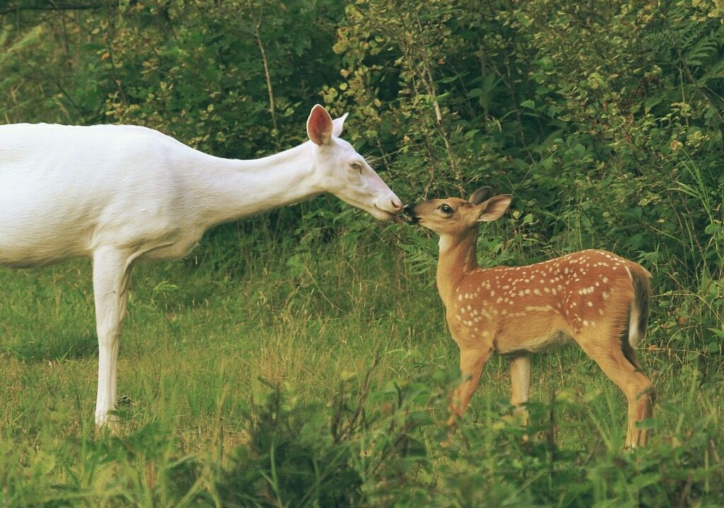 deer encounters 🦌 (@deerencounters) on Twitter photo 