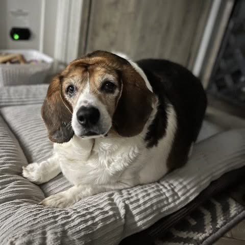 TriBeagles tweet media