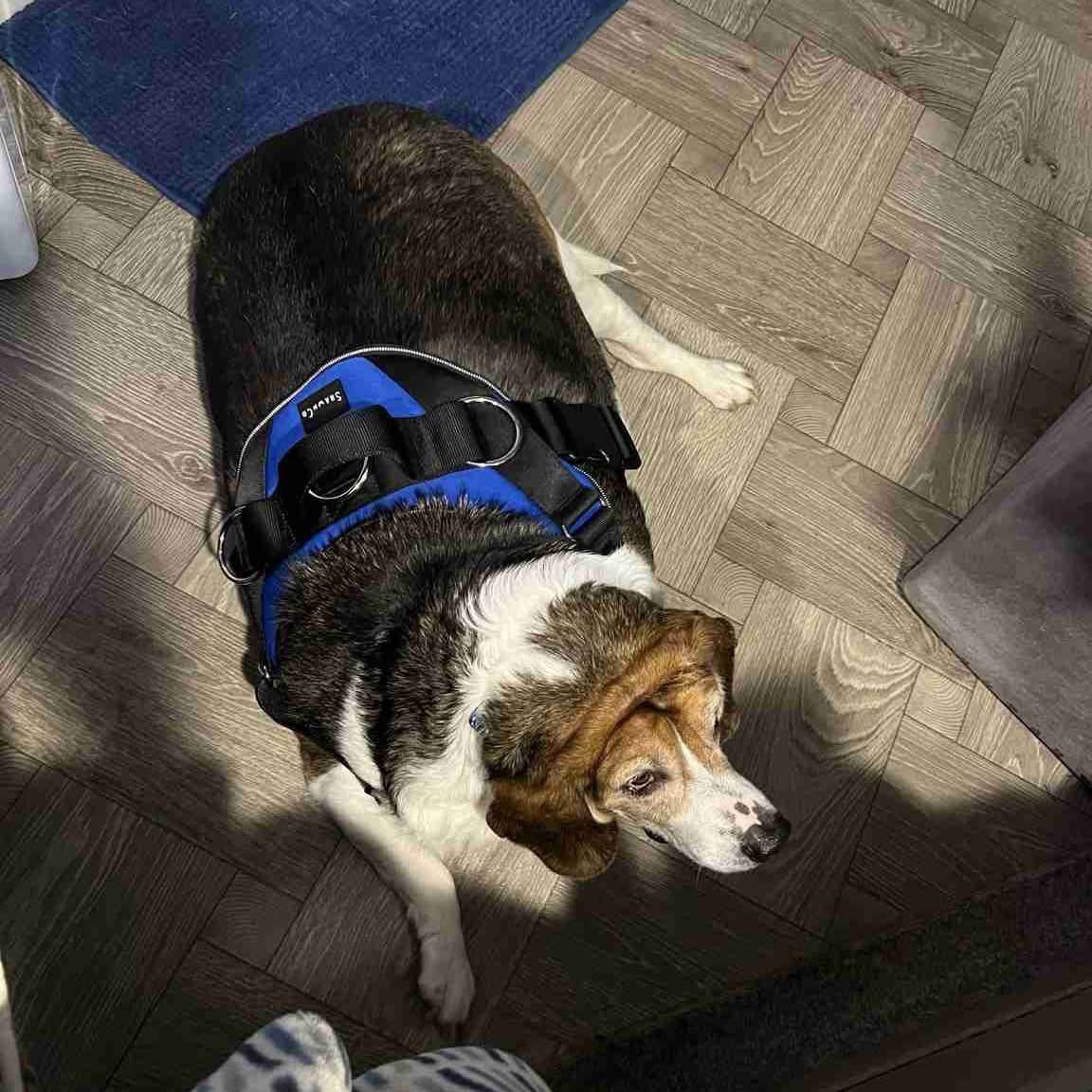 TriBeagles tweet media