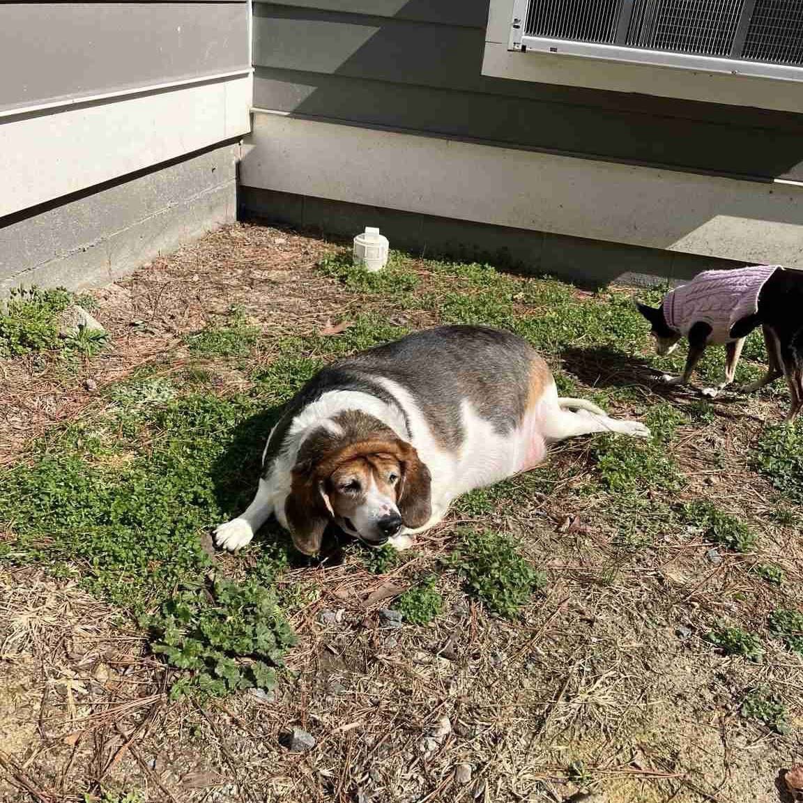 TriBeagles tweet media