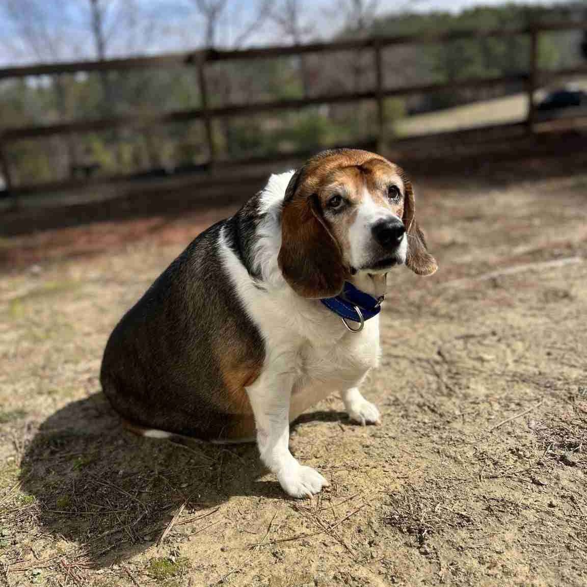 TriBeagles tweet media