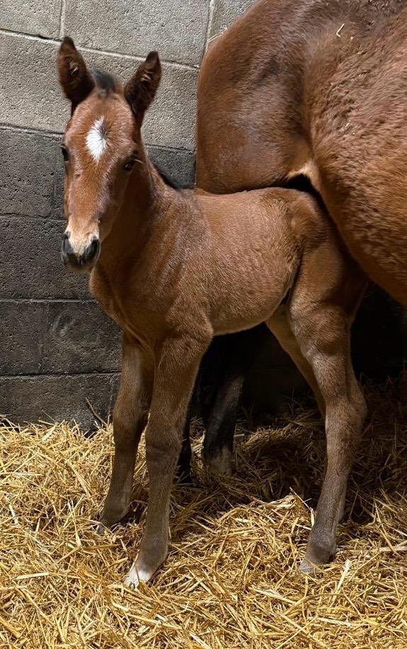 OghillHouseStud's tweet photo. We welcomed this superb colt by @AgaKhanStuds SEA THE STARS to our Oghill House Stud family last night. 

He is the first foal ex Deauville Group 3 &amp; Longchamp Listed winner ENGALIWE (pictured at 7 hours old).

#OurHorsesWin https://t.co/myrkHvSdWd