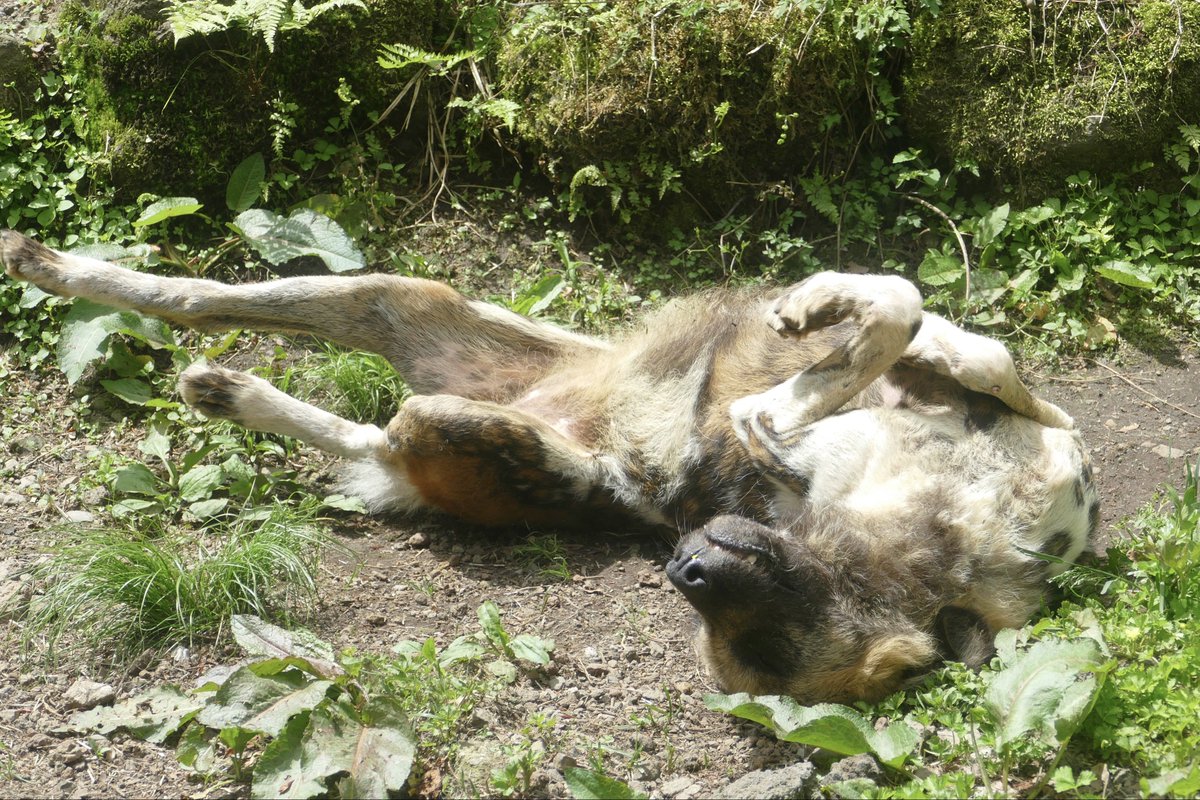 レムルゥ tweet media