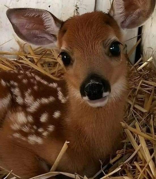 deer encounters 🦌 tweet media