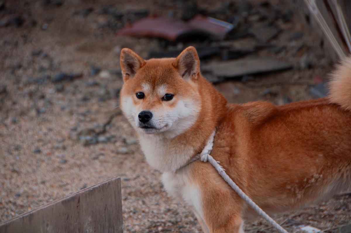 ゆうき tweet media