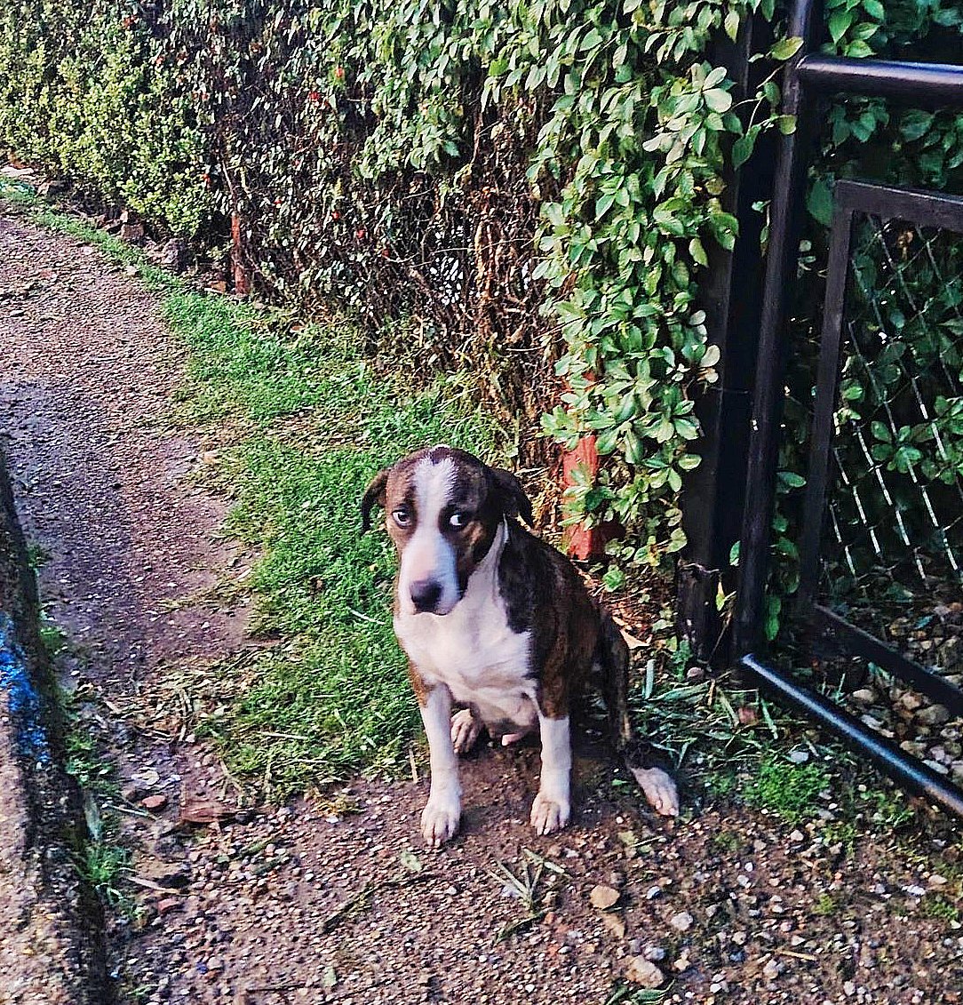 A esta perrita la abandonaron unos seres sin corazón estando embarazada.

Se queda todo el día frente a un restaurante cerca de la Clínica Corpas, Suba (Bogotá), esperando a que le den algo de comidita. Se ve muy triste  😭

<a href="/AlcaldiaSuba/">Alcaldia Suba</a>
Ayúdanos a encontrar refugio o un hogar