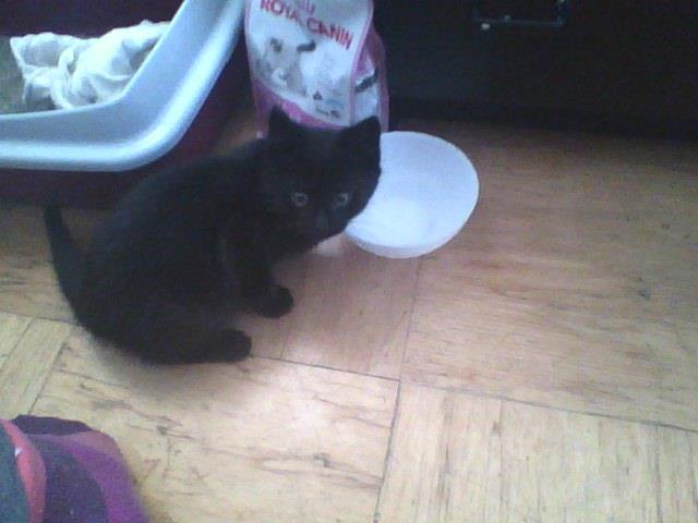 MsLilitu's tweet photo. @NoContextHumans its my cat when he was a smol baby 😳 https://t.co/kqctb2PcPw