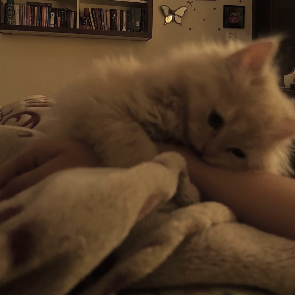 Susan Calman tweet media