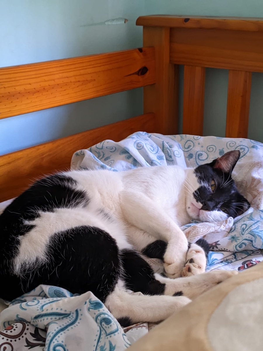 Meu gato em algum lugar aleatório tweet media