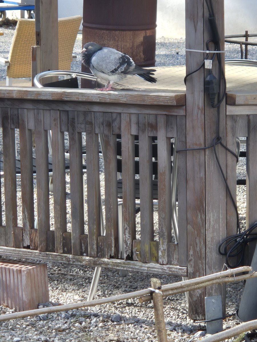 Nαԃʝα ˃ᴗ˂ tweet media