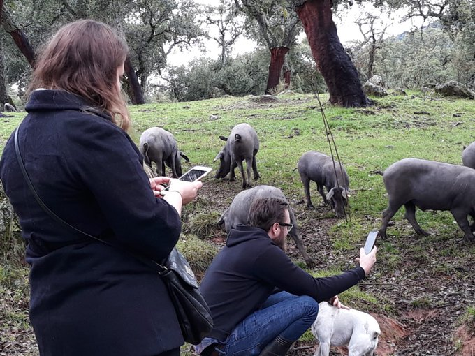 atasteofspain's tweet image. We have 25 years' experience organizing bespoke Ibérico-themed tours in #Spain 👉 atasteofspain.com/destination/ib…
#food #ham #Ibérico #travel #holidays #farming #sustainability