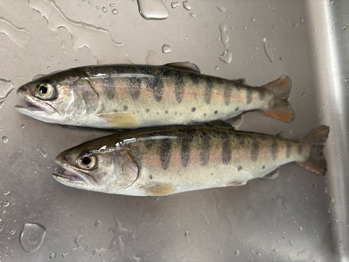 カンボジア語 LESSON tweet media