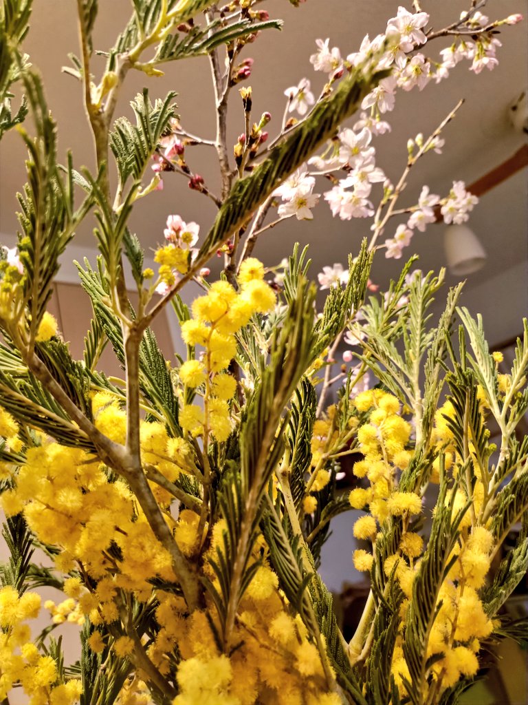 ularaca2's tweet photo. 今日は千葉の道の駅で桜とミモザを発見✨春～🌸 https://t.co/xeQwebnFfN
