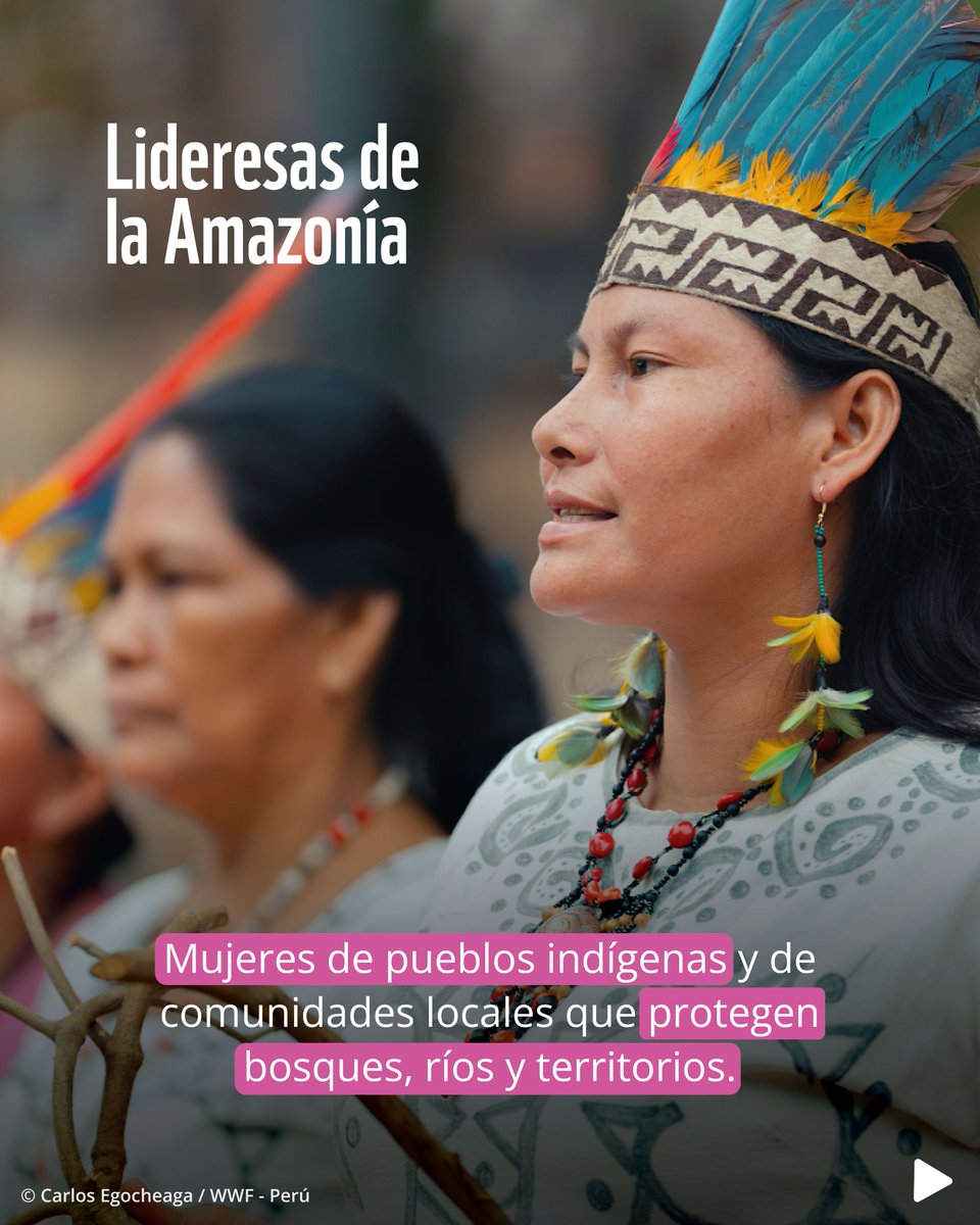 WWF Perú tweet media