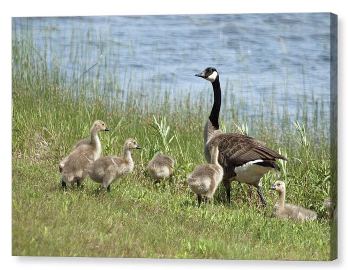 shonna99784's tweet image. Goose Family Walk - Canvas Print shonna-hawkins.pixels.com/featured/goose…

#Goose #Family #Walk #Goslings #Grass #Geese #Water #CanvasPrint #FineArt #HomeDecor #WallArt #ShonnaHawkinsPhotography