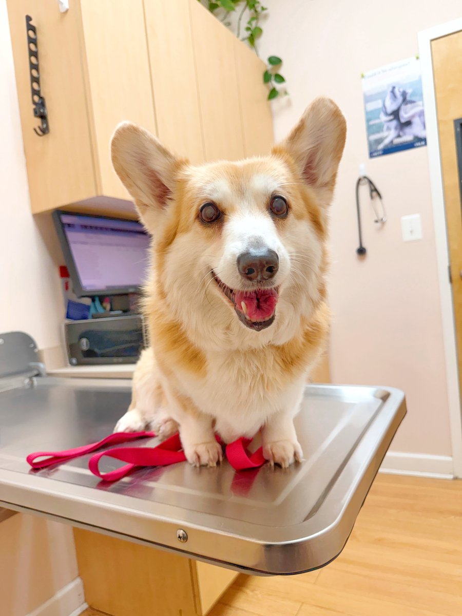 Lilo the Welsh Corgi tweet media