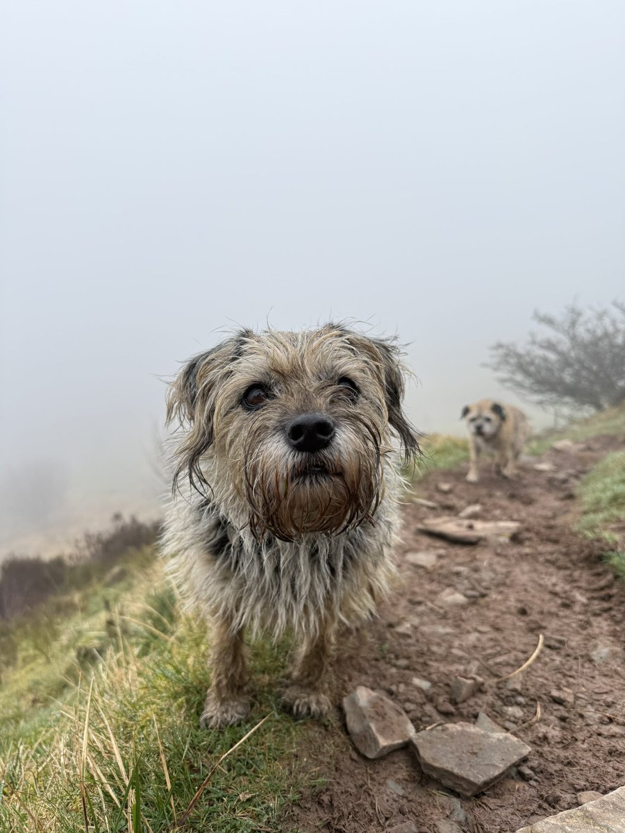 Tobi_LeRone's tweet photo. Misty mountain mooching! #MudFest https://t.co/Pwf8SAU9C3