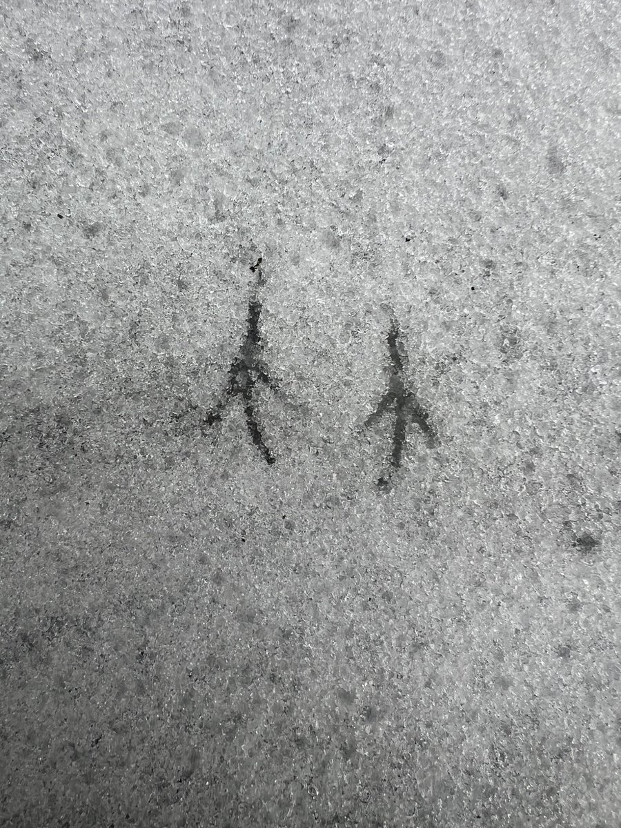 SalemSocks tweet media