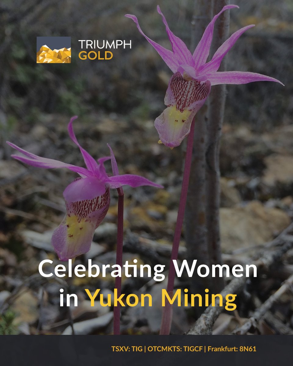 Triumph Gold Corp tweet media